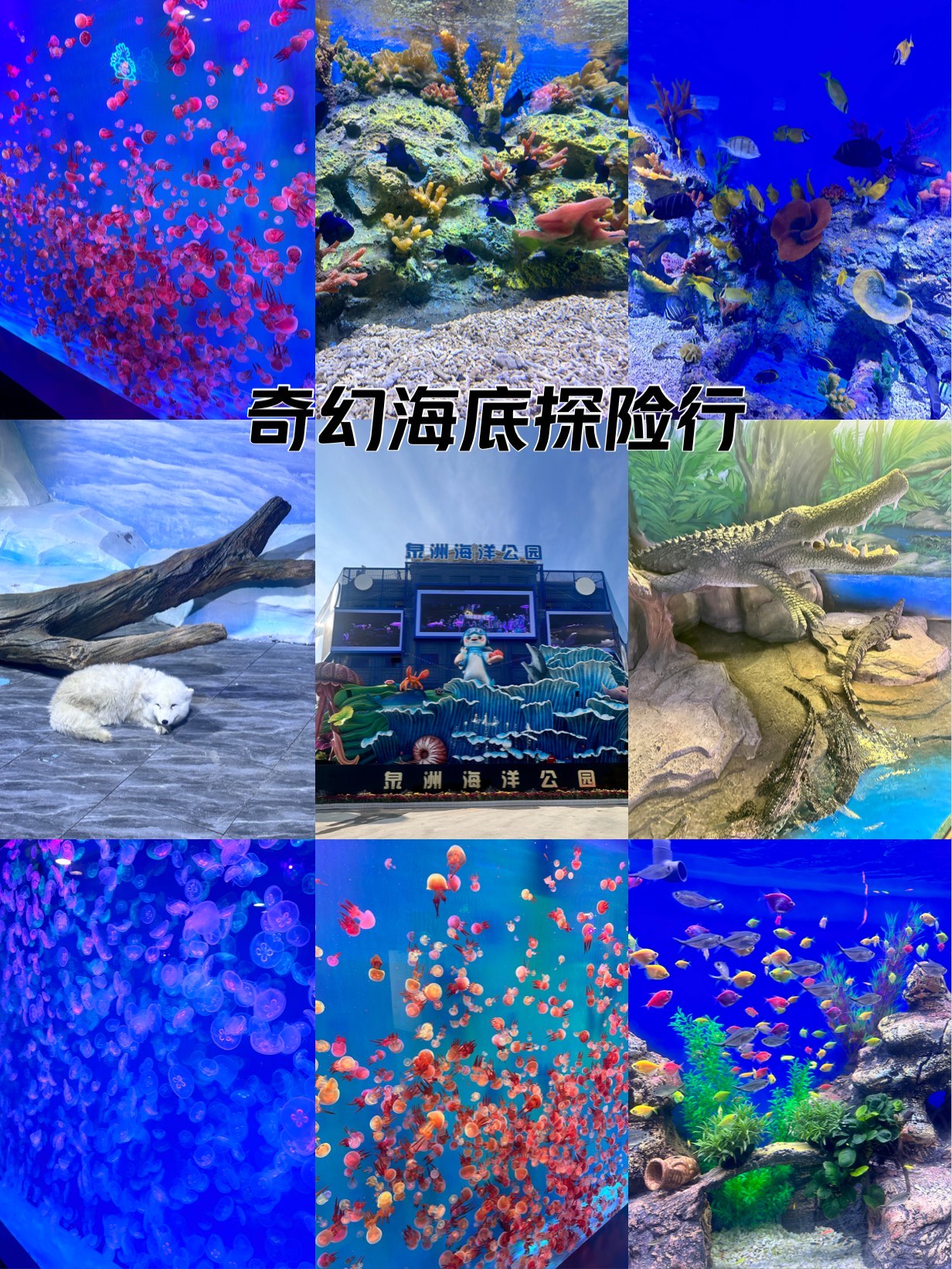 九游下载安装-海底探险潜水比赛，开启深海奇妙之旅